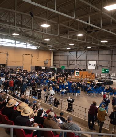 london classic yearling sale arena
