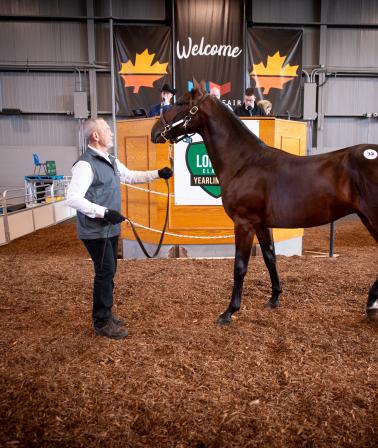 London Classic Yearling Sale